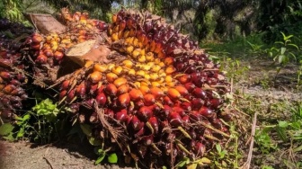 Harga Sawit Riau Melonjak, Kenaikan Tertinggi pada TBS Umur 9 Tahun